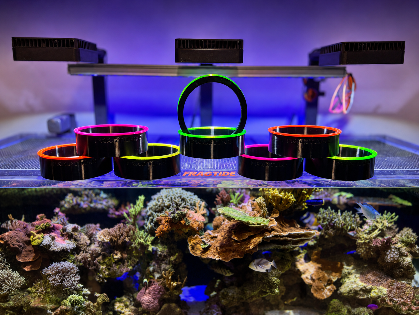Fragtide Coral Viewer